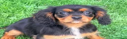 Cavalier King Charles Spaniel dogs for sale:  Exceptional Cavalier King Charles Puppies in Dudley - Advert 13
