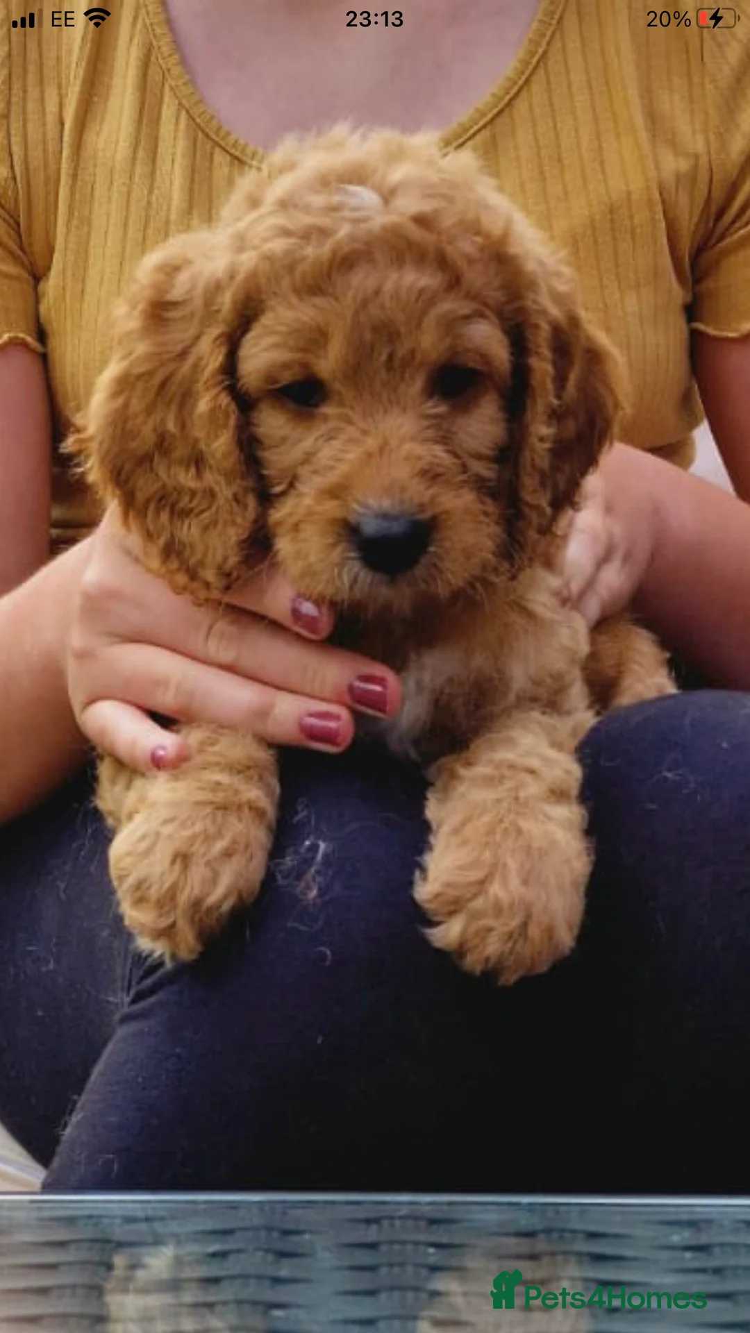 Cockapoo dogs for stud: cockapoo stud  in Aberlour - Advert 18