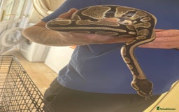 Python Snake reptiles for sale: Ball python  - Image 3