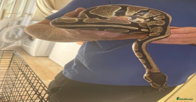 Python Snake reptiles - Advert 12