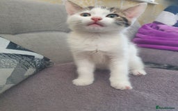Mixed Breed cats for sale: The three musketeers are looking for new homes - Image 22