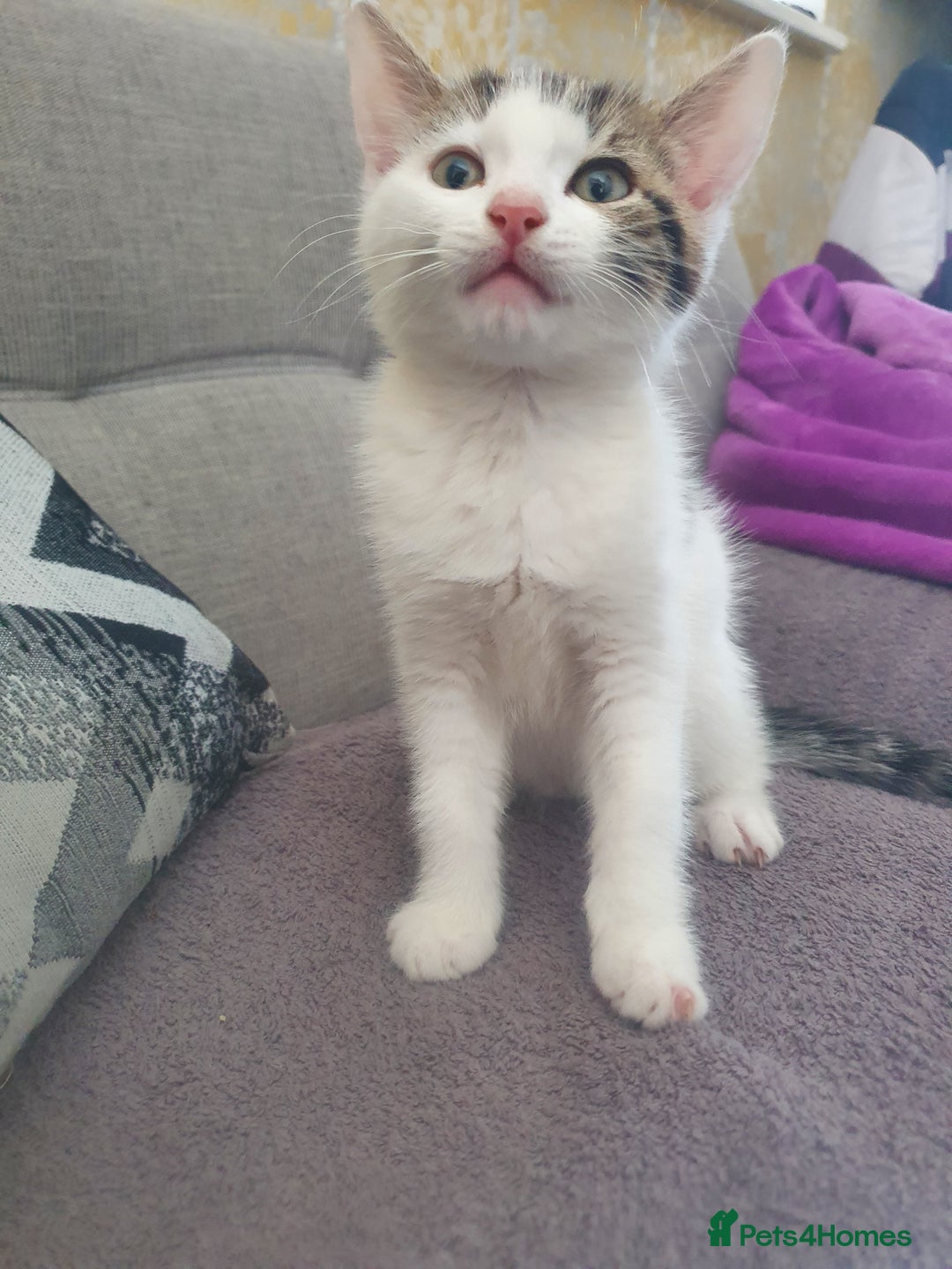 Mixed Breed cats for sale: The three musketeers are looking for new homes - Image 22