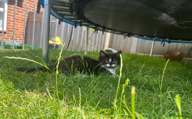Domestic Shorthair cats - Advert 3