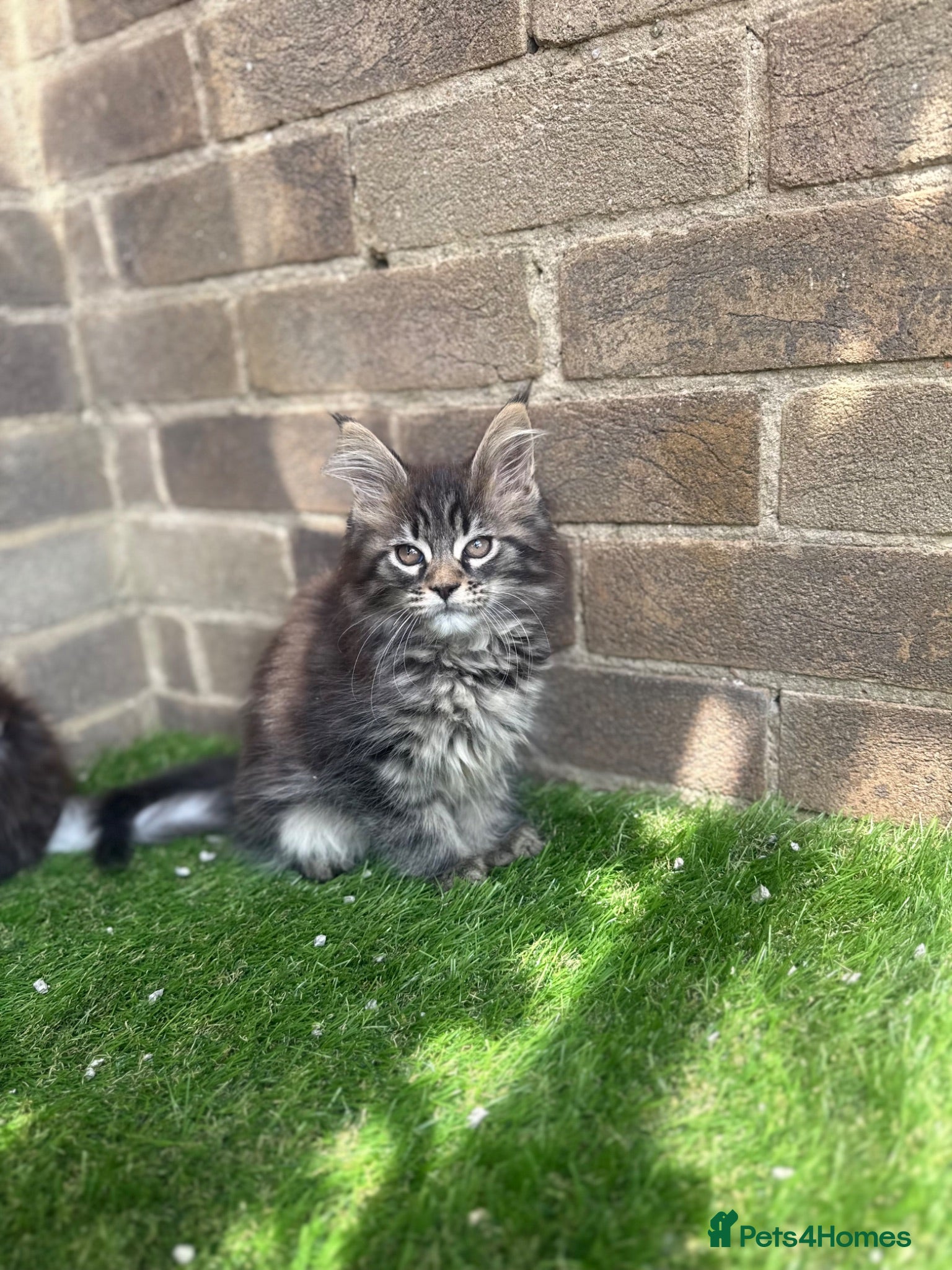 Maine Coon cats Maine coon kittens  - Advert 1