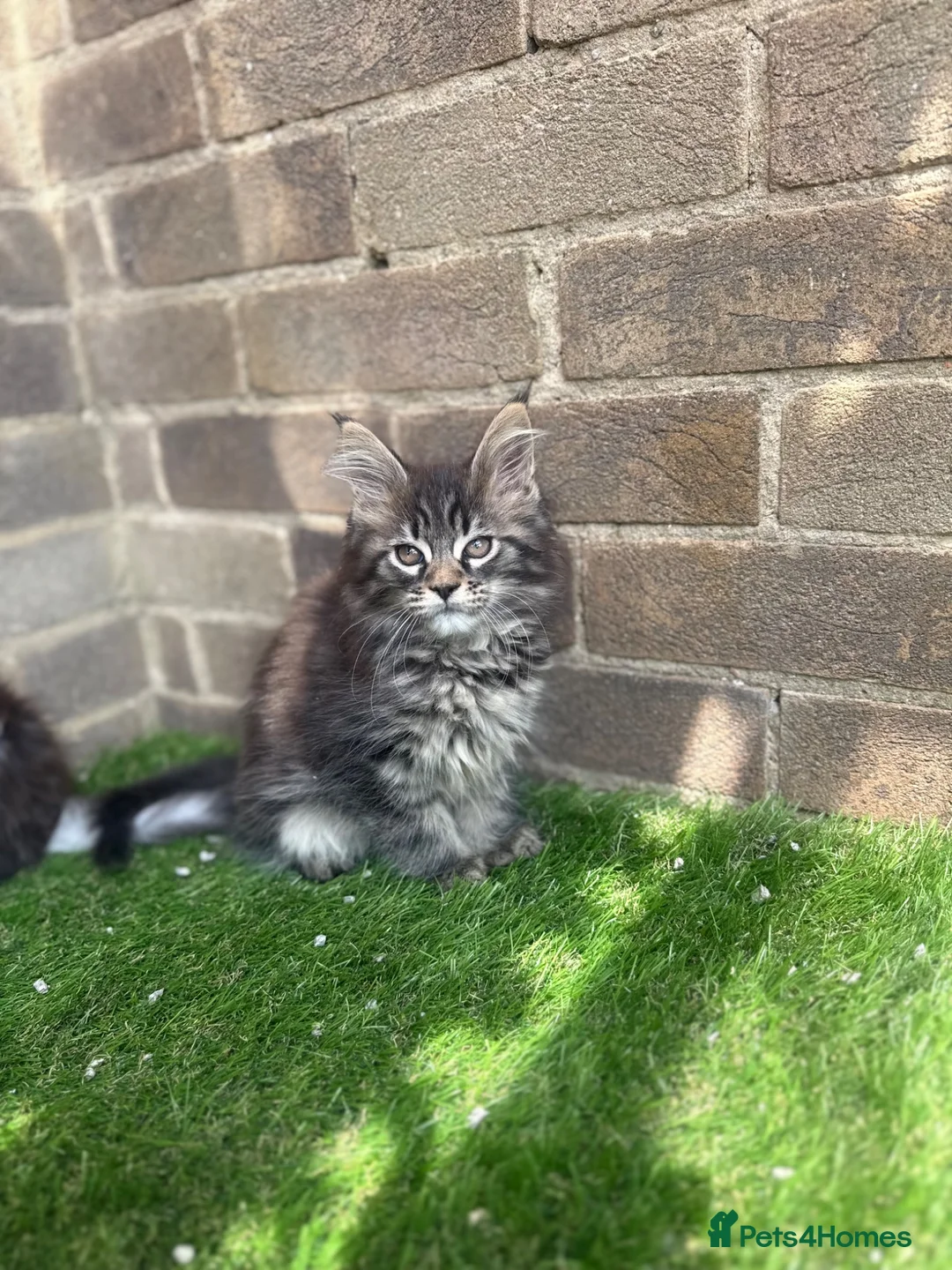 Maine Coon cats for sale: Maine coon kittens  - Advert 1
