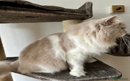 British Longhair cats for sale: British longhair male cat - Image 4