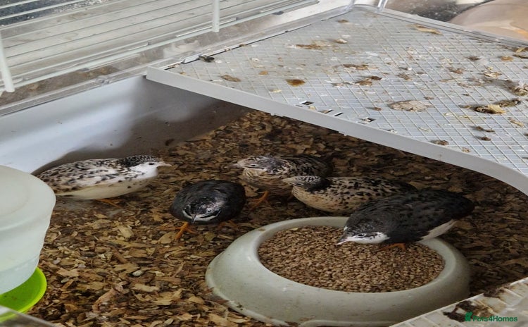 Quail poultry - Advert 1