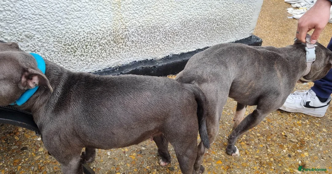 Staffordshire Bull Terrier dogs for stud: Proven Staffordshire Bull Terrier for stud in Farnborough - Advert 26