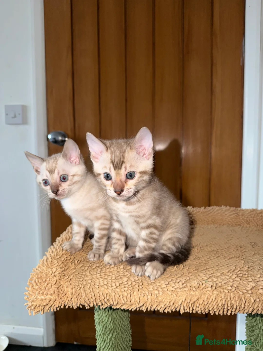 Bengal cats for sale: Snow Lynx Pedigree Kittens, ACTIVE! - Advert 4