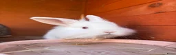 Mixed Breed rabbits for sale: Rabbits for adoption - Advert 4