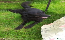 Flat coated Retriever dogs for adoption: NERO FOR ADOPTION IN CORNWALL/DEVON  in Launceston - Image 4