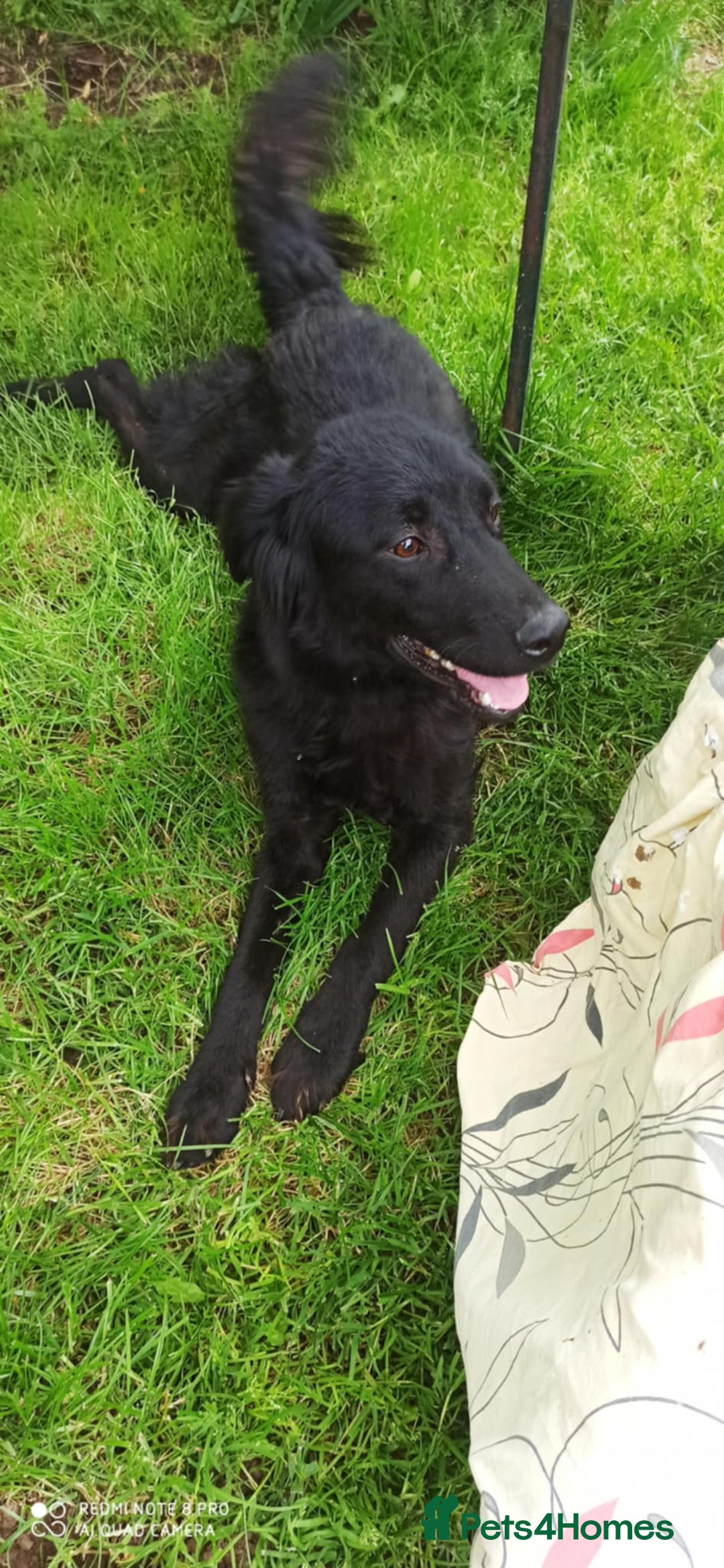 Flat coated Retriever dogs for adoption: NERO FOR ADOPTION IN CORNWALL/DEVON  in Launceston - Image 4