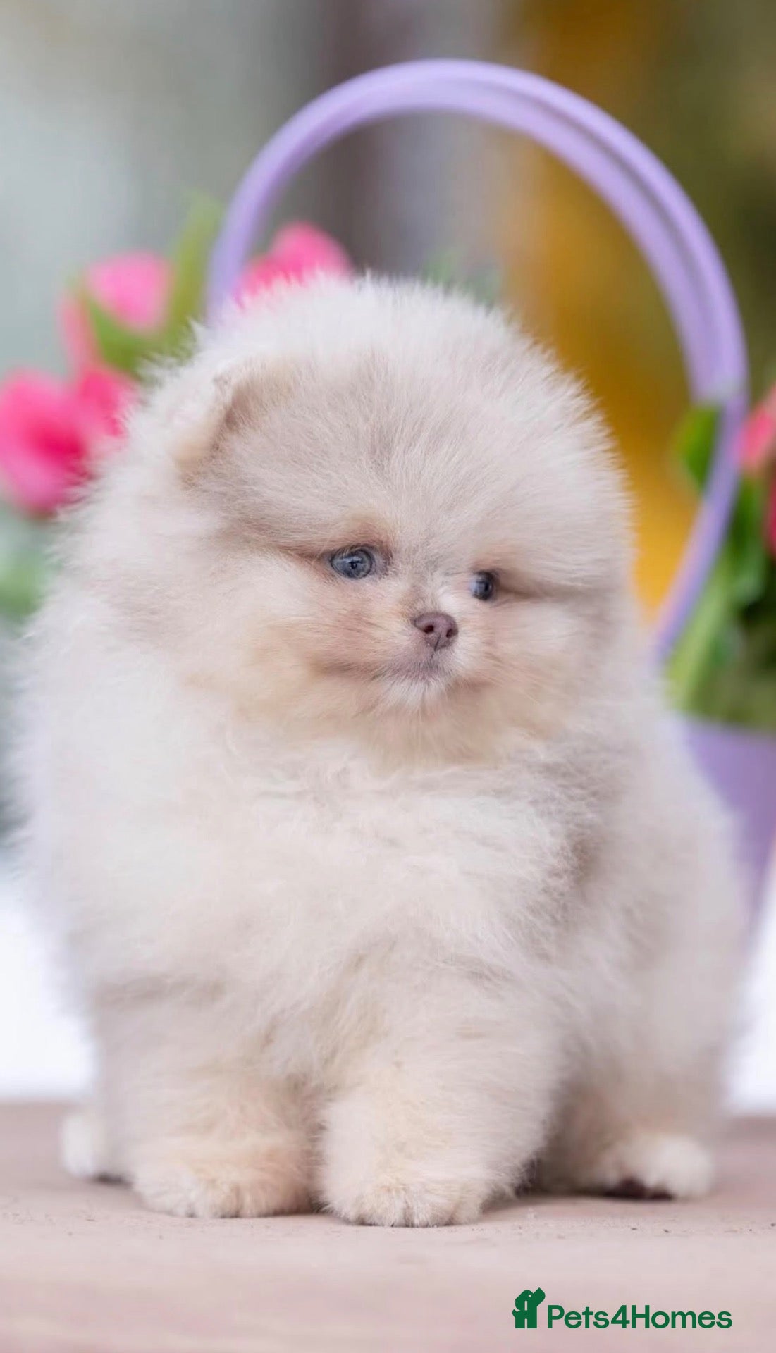 Pomeranian dogs Lilac Merle  - Advert 3