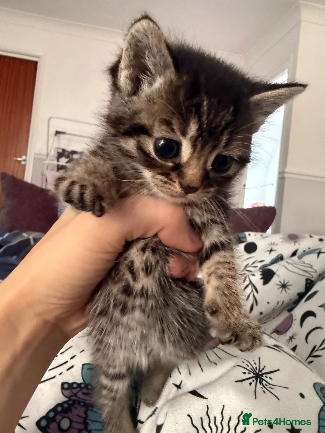 Mixed Breed cats for sale: Kittens for sale in Sheerness - Advert 5