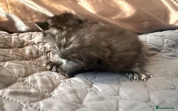 British Longhair cats for sale: X5 ragdoll crossbreed kitten polydactyl  - Advert 10