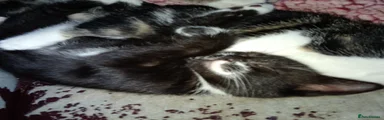 Mixed Breed 3