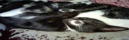 Mixed Breed cats for sale: 3 beautiful kittens  in Cheltenham - Advert 2