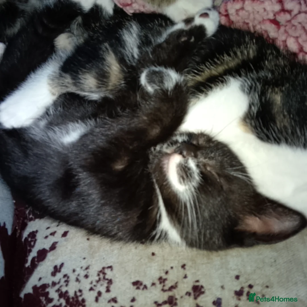Mixed Breed cats for sale: 3 beautiful kittens  in Cheltenham - Advert 2