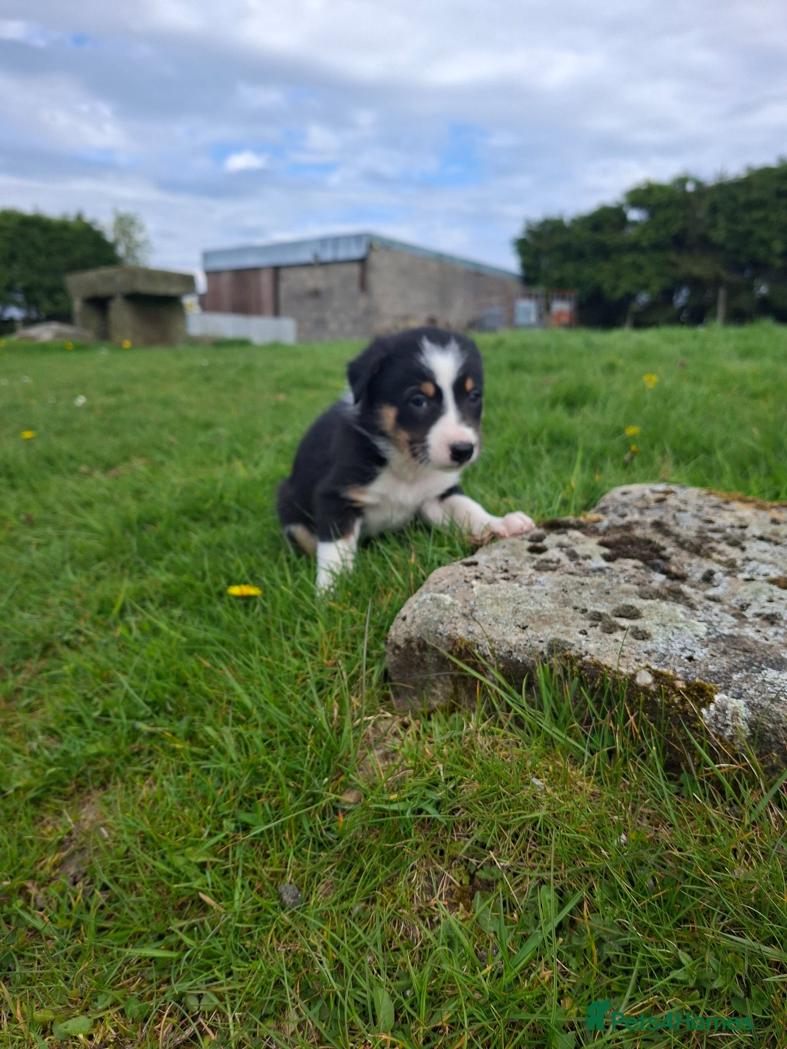 Border Collie dogs Stunning farm bred border collie pups  - Advert 6