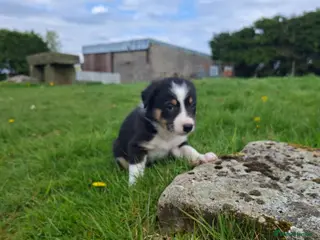 Border Collie dogs Stunning farm bred border collie pups - Advert 6