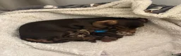 Dachshund dogs for sale: Two beautiful boys for sale  in Glasgow - Advert 11