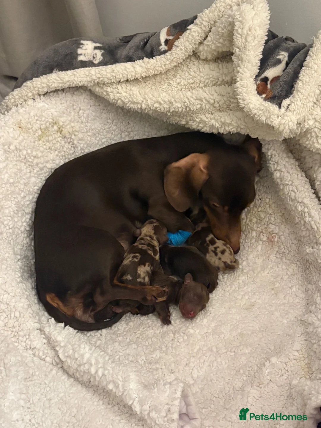 Dachshund dogs for sale: Two beautiful boys for sale  in Glasgow - Advert 11