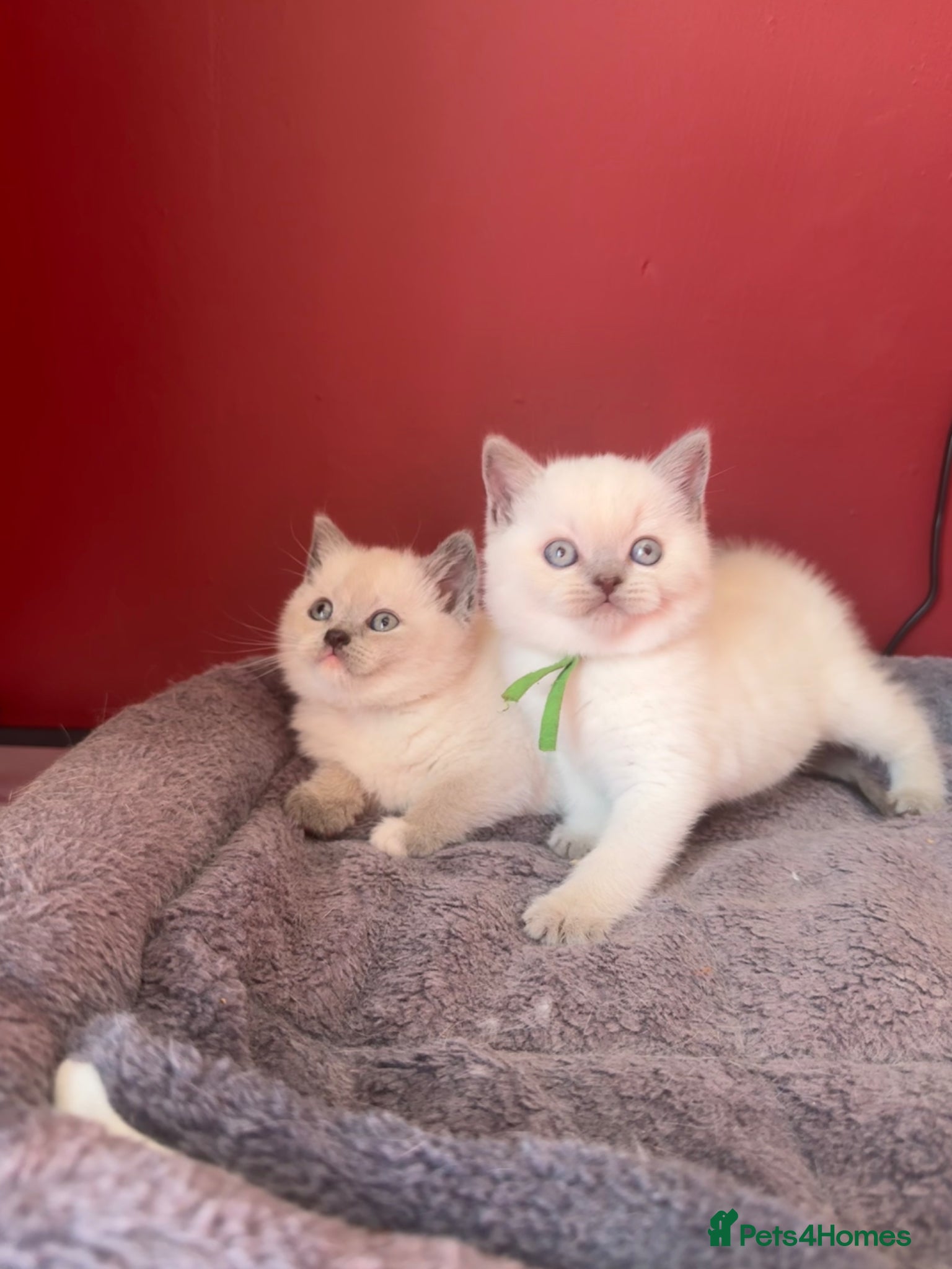 British Shorthair cats Last 2 - GCCF Reg chunky Colourpoints - Advert 2