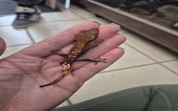 Gecko reptiles for sale: Leopard, gargoyle, chahoua and crested geckos - Advert 10