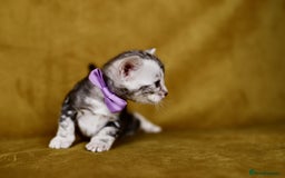 Bengal cats for sale: 6 stunning Bengal kittens, possibly our best yet! - Image 5