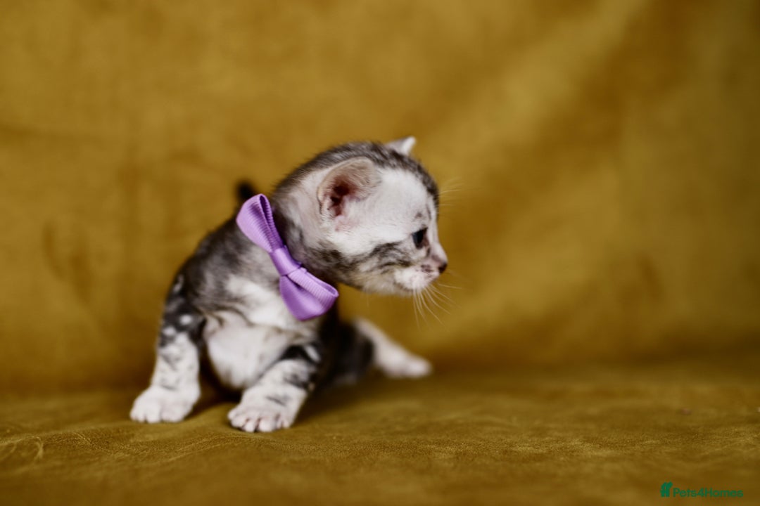 Bengal cats for sale: 6 stunning Bengal kittens, possibly our best yet! - Image 5