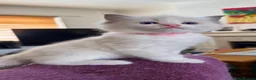 Ragdoll cats for sale: Gorgeous Ragdoll Kittens  - Advert 4