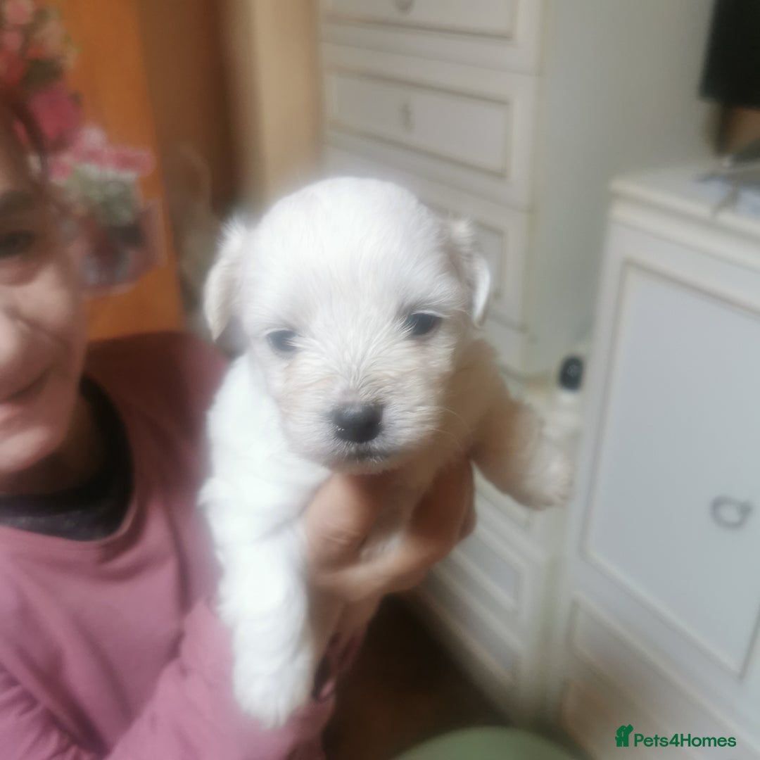 Maltese dogs for sale: Gorgeous Maltese Bichon puppies  - Advert 3