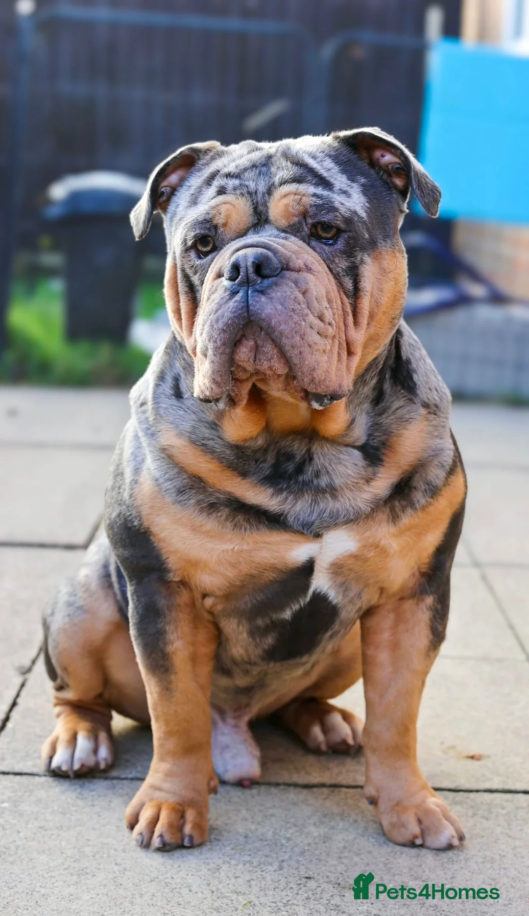 Olde English Bulldogge dogs for stud: Bullplanet's King Titan DNA/BVA Eye/BVA Hip/Elbow in Northallerton - Advert 11