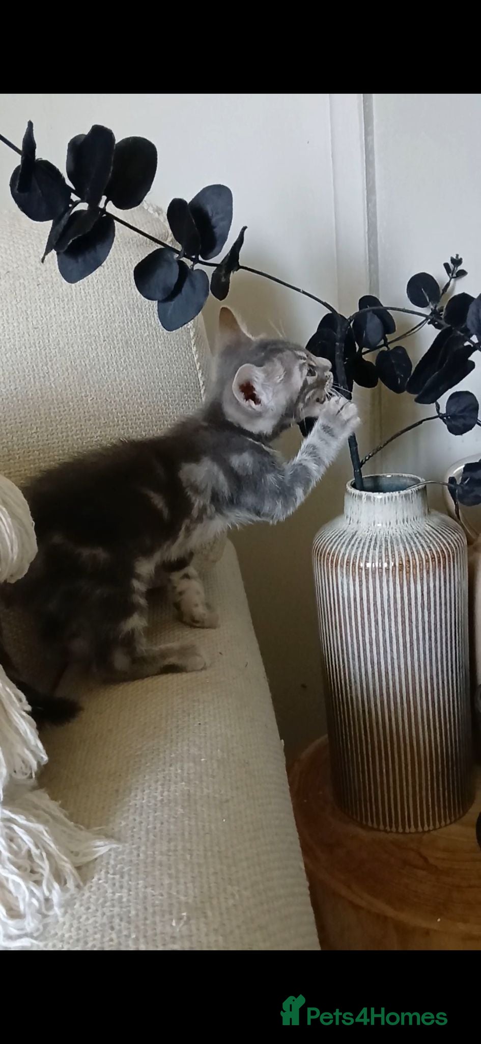 Bengal cats 🔥 STUNNING 3/4 BENGALS — BLUE MARBLED KITTENS!  - Advert 4
