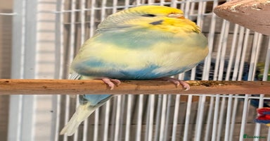 Finches birds - Advert 6