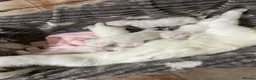 Mixed Breed cats for sale: Kittens - Advert 7