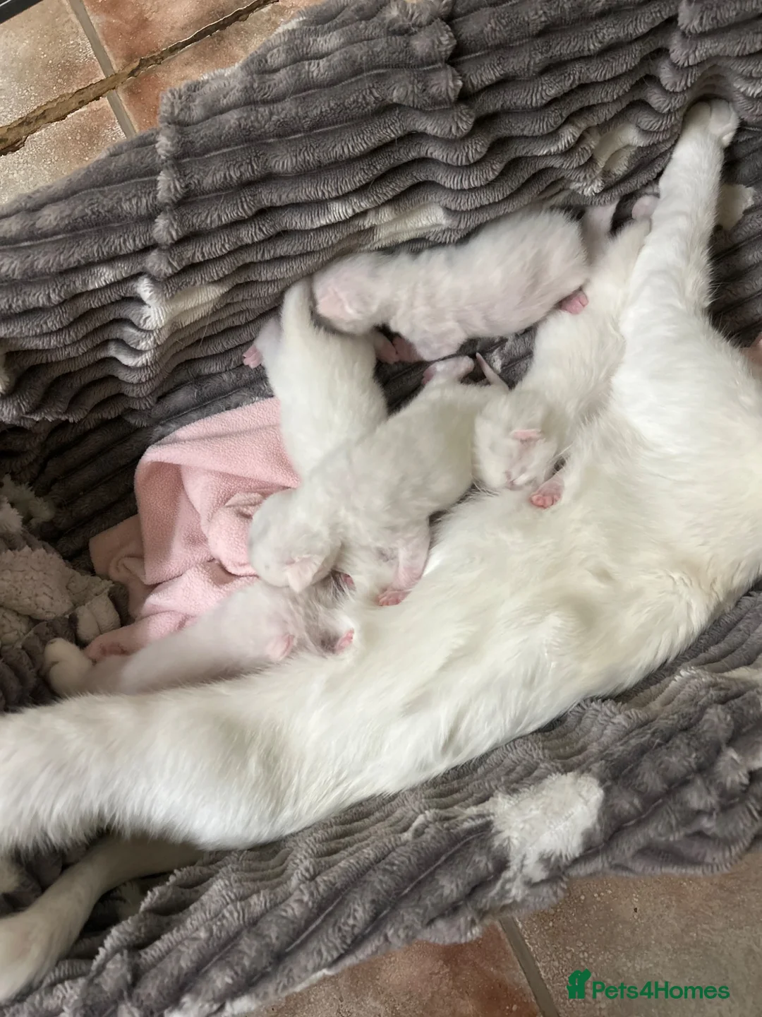 Mixed Breed cats for sale: Kittens - Advert 7