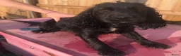 Cocker Spaniel dogs for sale: Black cocker spaniel  in Newport Pagnell - Advert 1