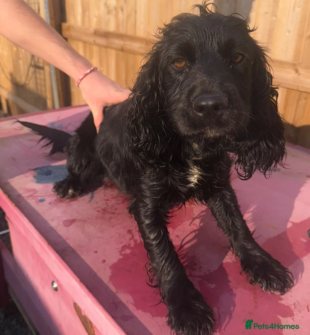 Cocker Spaniel dogs for sale: Black cocker spaniel  in Newport Pagnell - Advert 1
