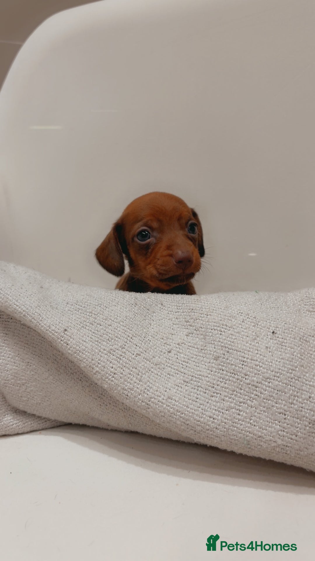 Dachshund dogs for sale: Sausage dog puppies  - Advert 10