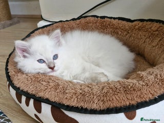 Ragdoll cats 🐾Last two Ragdolls.Ready 22nd December 🐾 - Advert 11
