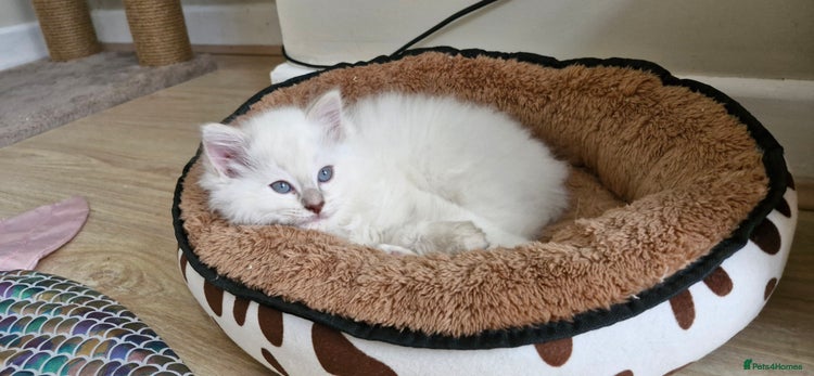 Ragdoll cats 🐾Last two Ragdolls.Ready 22nd December 🐾 - Advert 1