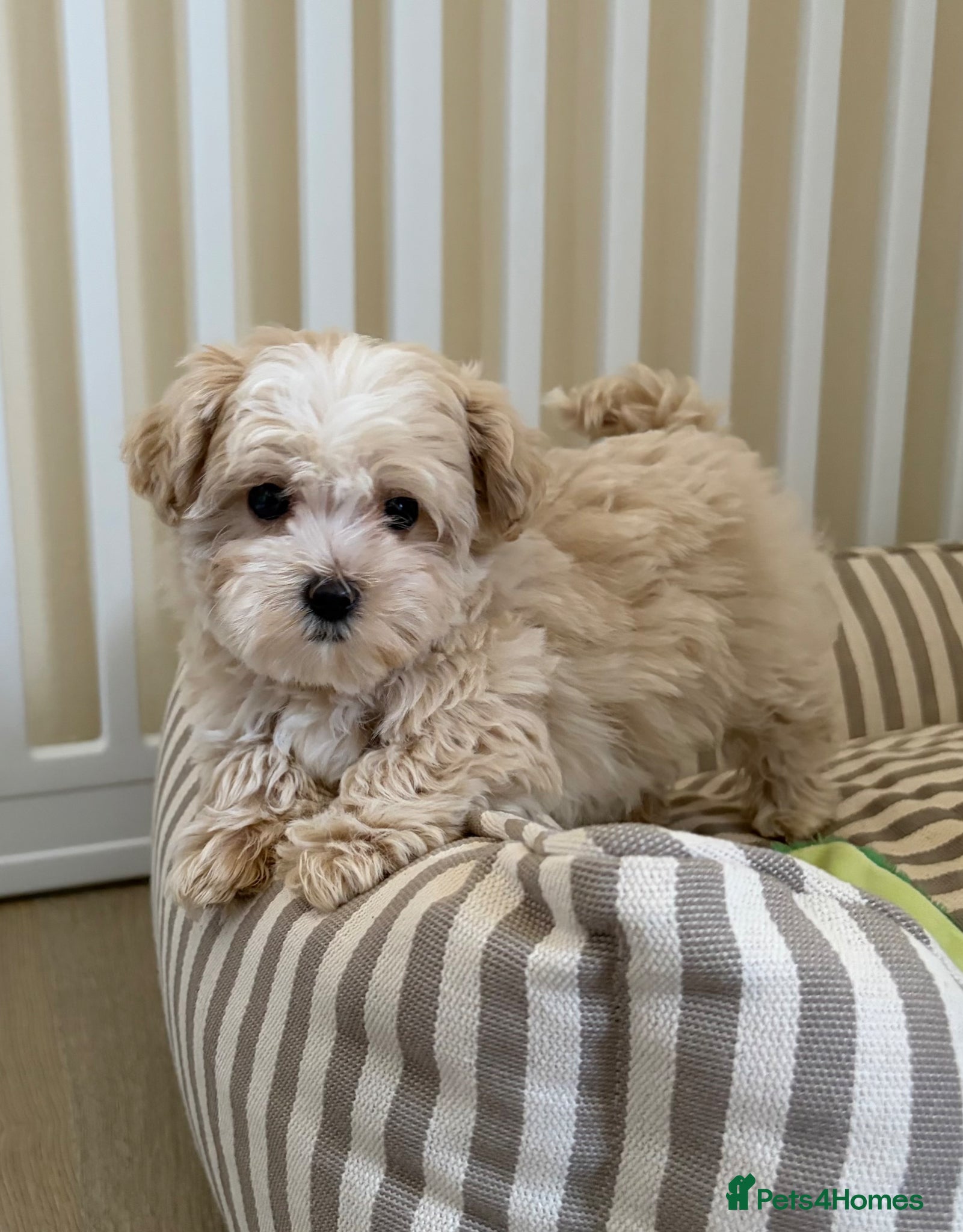 Maltipoo dogs 5🌟Korean maltipoo puppies health tested - Advert 1
