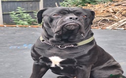 Mixed Breed dogs for sale: Cane corsa/ bull mastiff  - Image 3