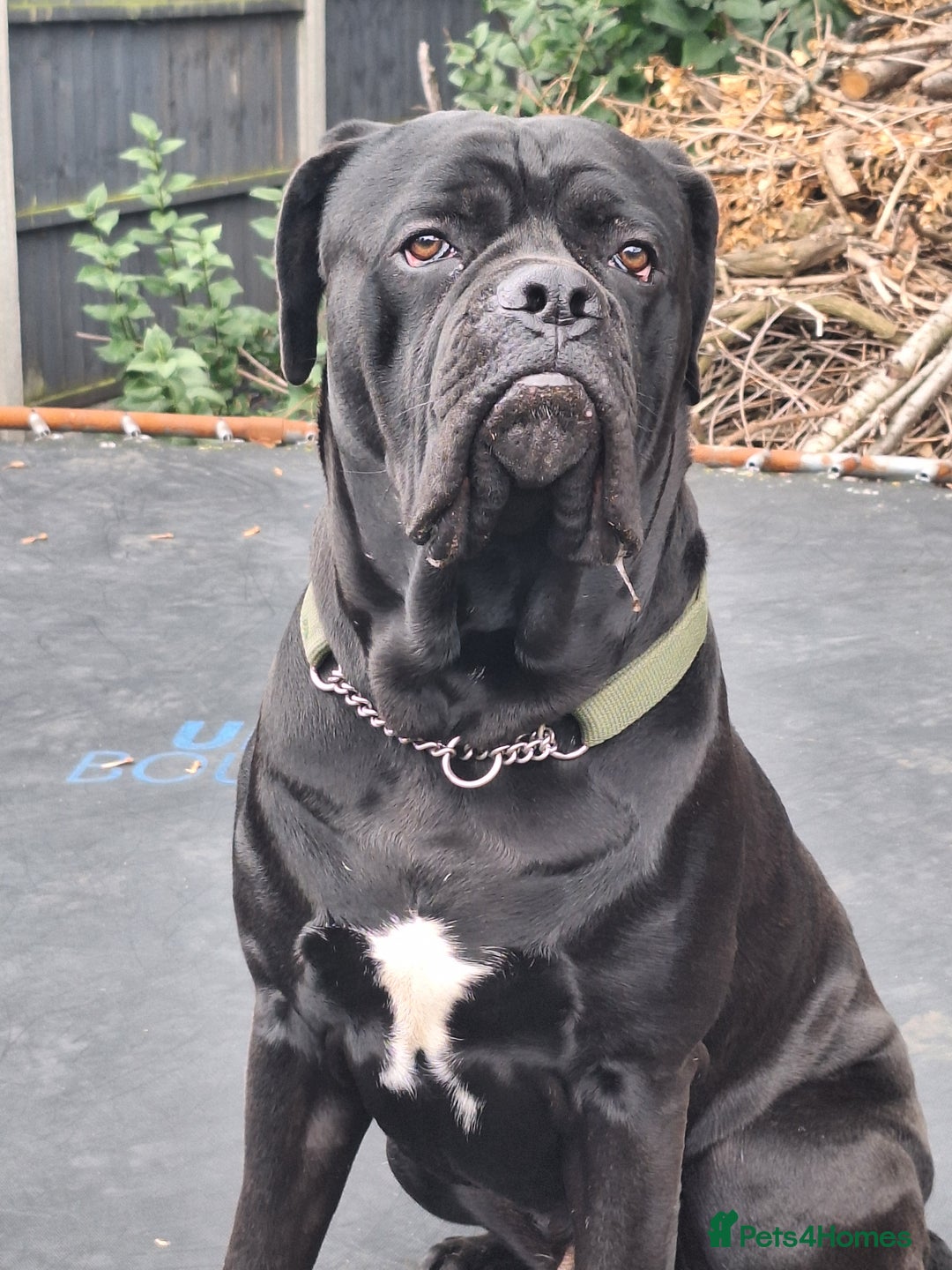 Mixed Breed dogs for sale: Cane corsa/ bull mastiff  - Image 3