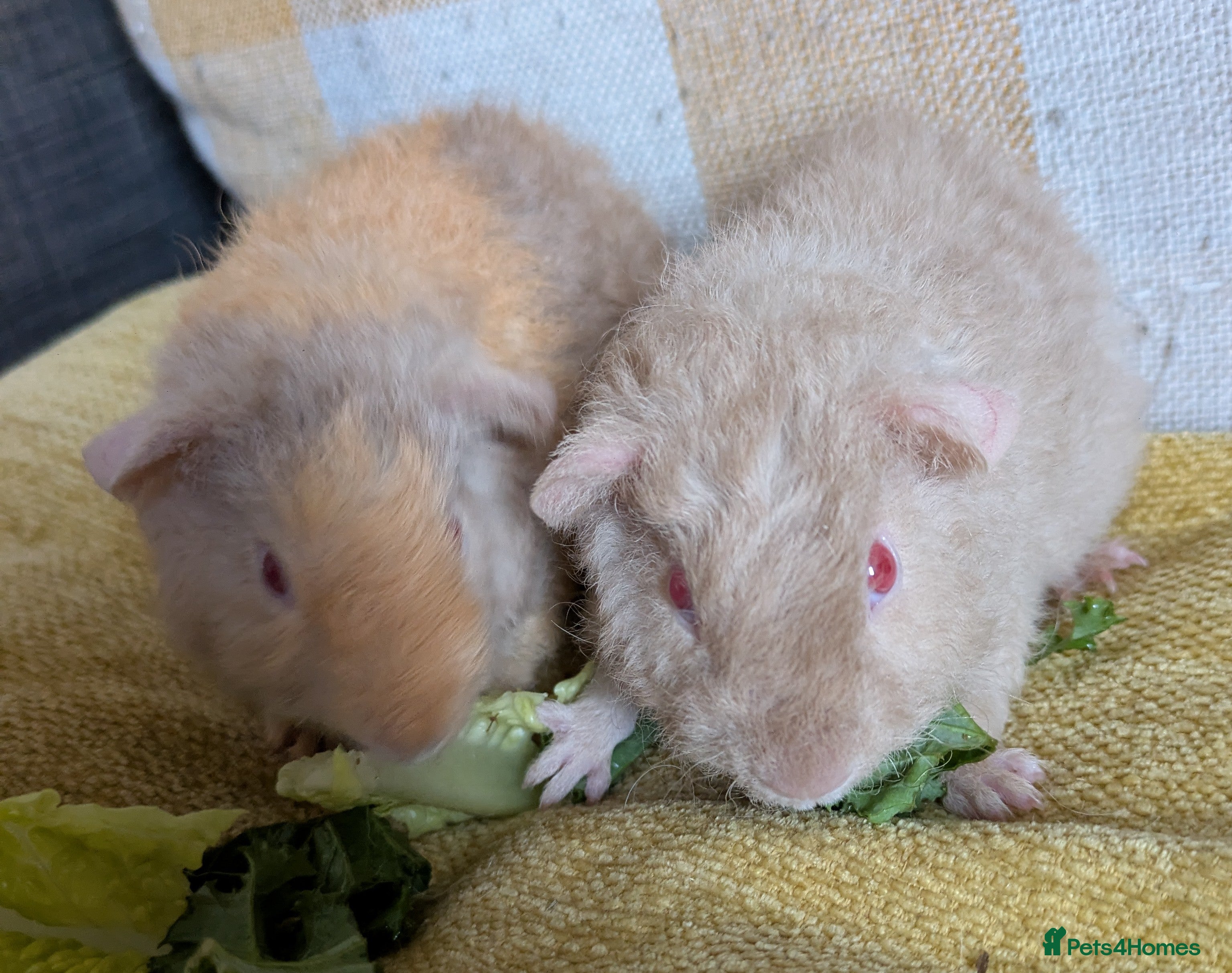 Guinea Pig rodents 2 beautiful baby teddie boars ready to reserve - Advert 15