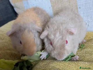 Guinea Pig rodents 2 beautiful baby teddie boars ready to reserve - Advert 1