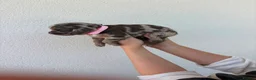 Sproodle dogs for sale: Three Beautiful Girls Remaining F1 Merle Sproodles - Advert 24