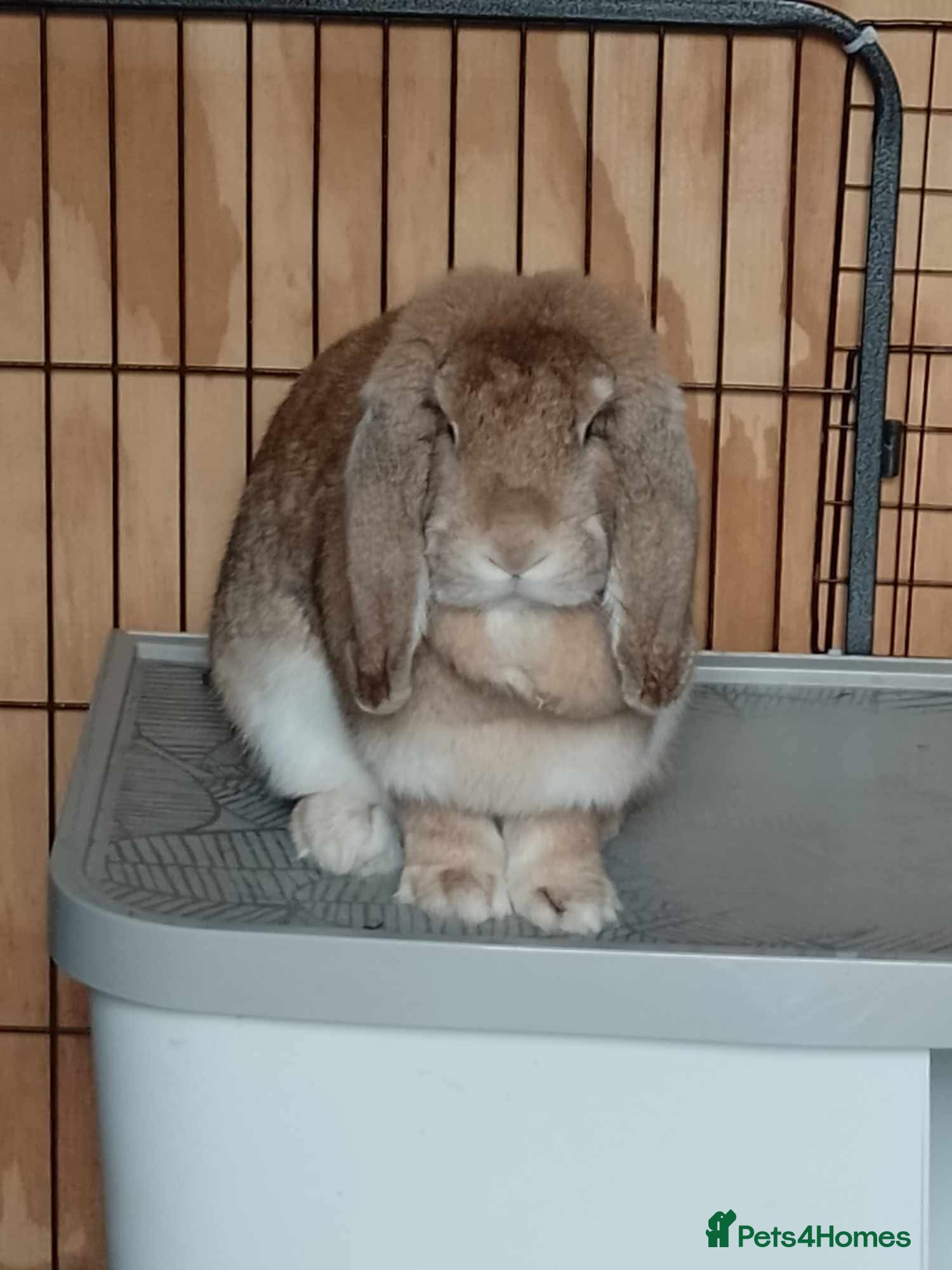 French Lop rabbits Amazing quality French lop babies - one left! - Advert 21