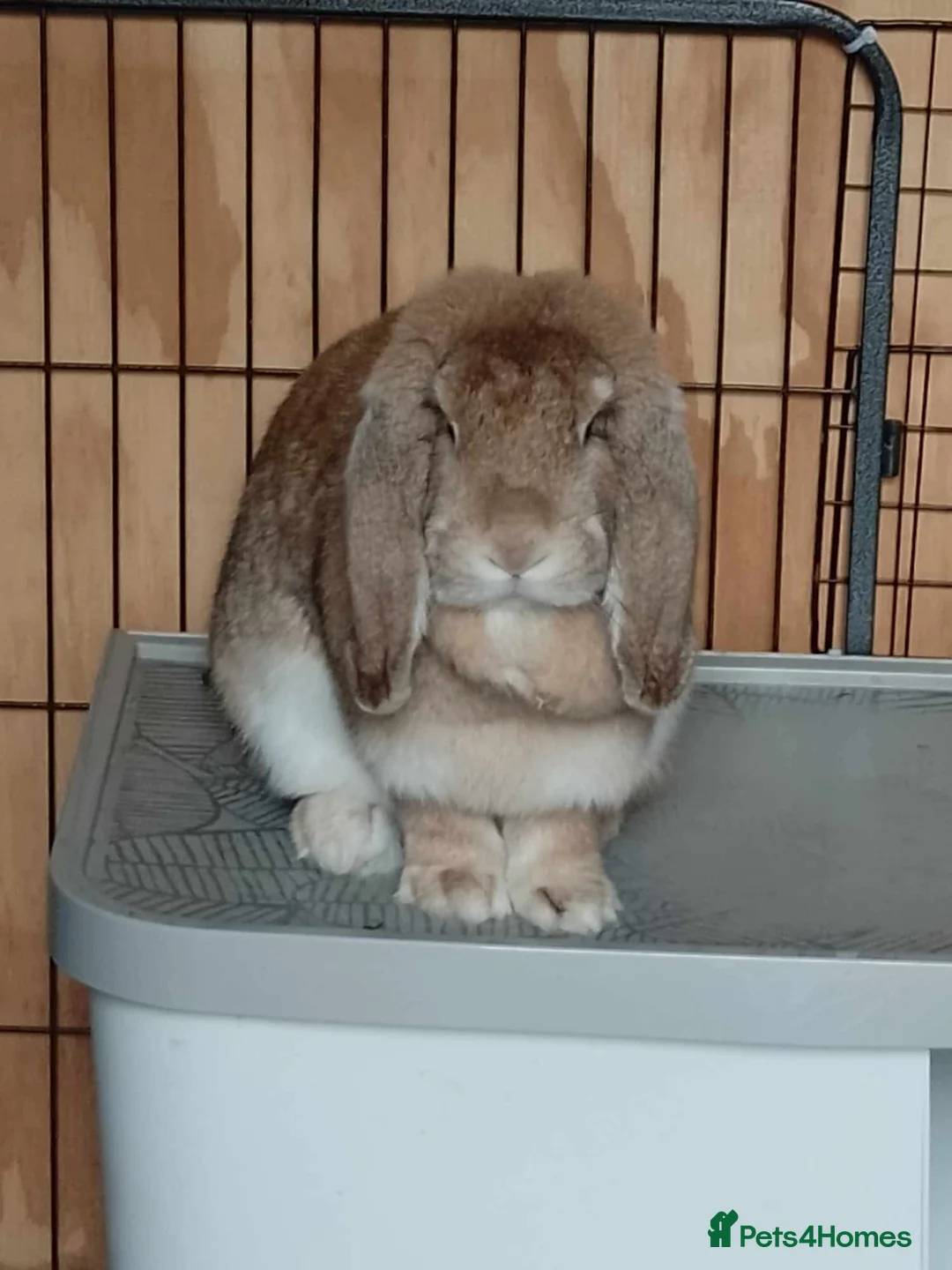 French Lop rabbits for sale: Amazing quality French lop babies  - Advert 6